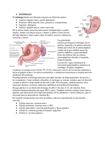 Estomago-intestinos-higado-y-pancreas.pdf