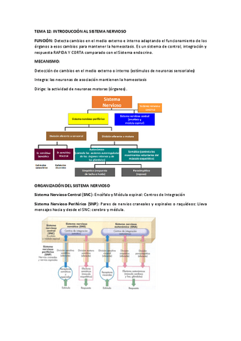 TEMA 12 FISIOLOGIA Pdf