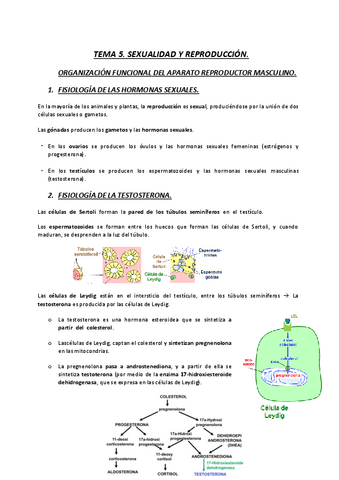 FISIOLOGIA-TEMA-5-MASCULINO-22-23.pdf