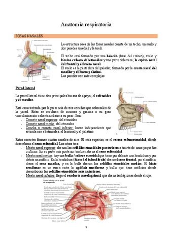 Anatomia-respiratorio completo.pdf