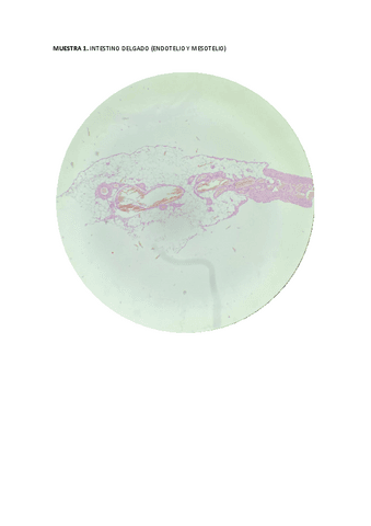 BIOLOGIA-IMAGENES-MICROSCOPIO.pdf