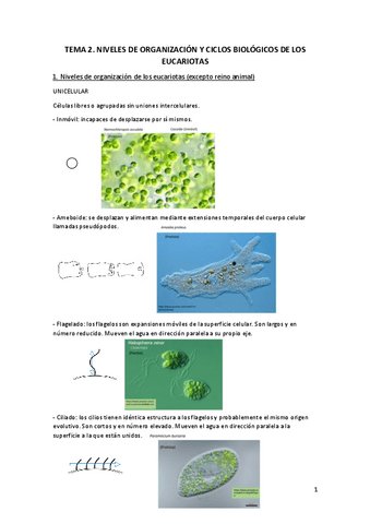 Tema-2.-Niveles-de-organizacion-y-ciclos-biologicos-de-los-eucariotas.pdf