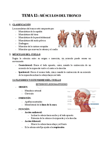 TEMA-15--MUSCULOS-DEL-TRONCO.pdf