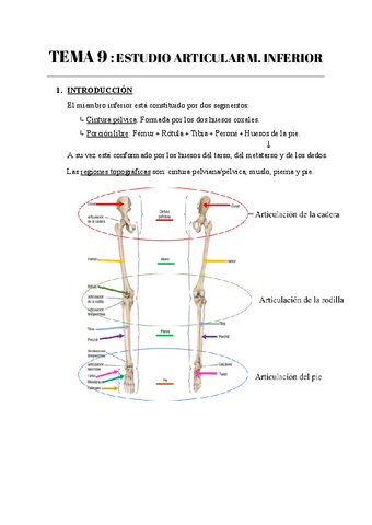 TEMA-9--ESTUDIO-ARTICULAR-M.-INFERIOR.pdf