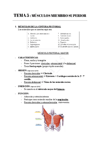TEMA-5-MUSCULOS-MIEMBRO-SUPERIOR.pdf