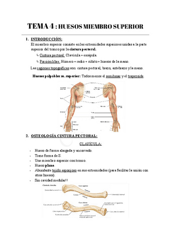 TEMA-4-HUESOS-MIEMBRO-SUPERIOR.pdf
