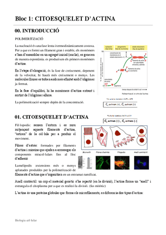 B1-T1-citoesquelet-dactina.pdf