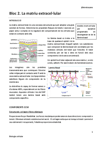 B2-T4-matriu-extracellular.pdf