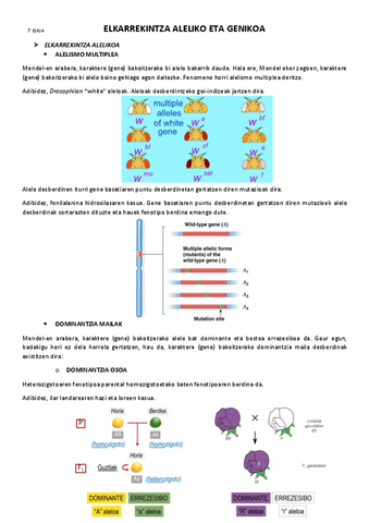 7.-Elkarrekintza-aleliko-eta-genikoa.pdf