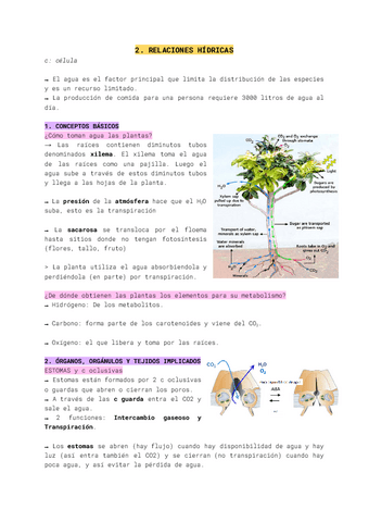 2.-Relaciones-hidricas.pdf