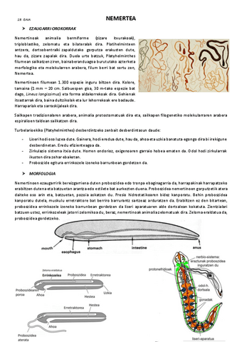 19.-Nemertea.pdf