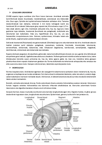 20.-Annelida.pdf