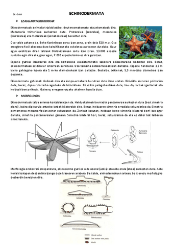 24.-Echinodermata.pdf