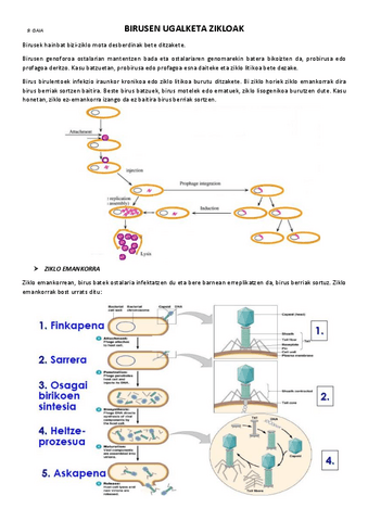 9.-Birusen-ugalketa-zikloak.pdf