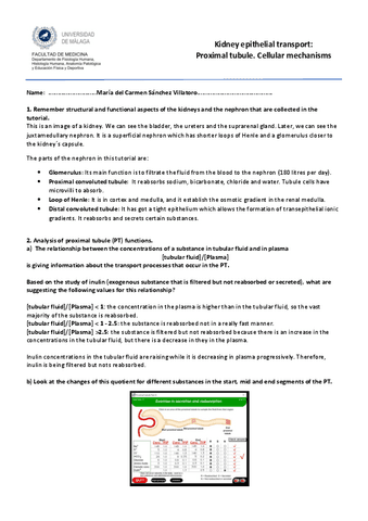Multimedia-Kidney-transport-5.pdf