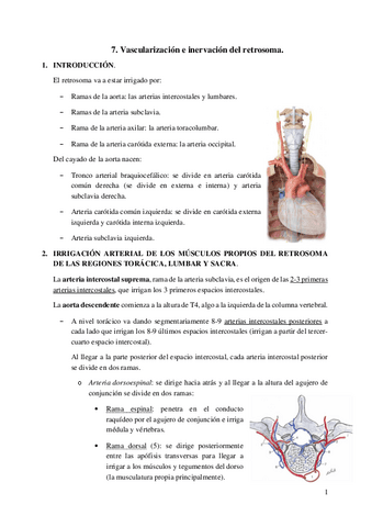 7.-Vascularizacion-e-inervacion-del-retrosoma.pdf