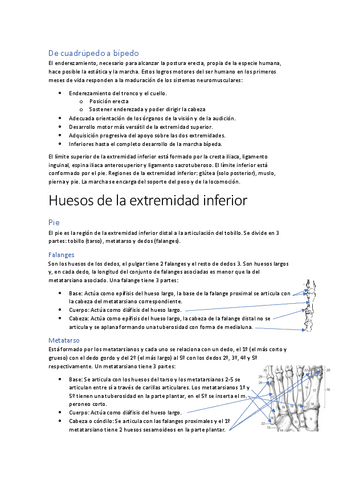 Apuntes-extremidad-inferior.pdf