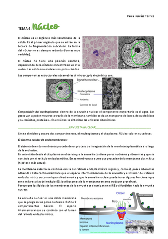 Tema 4 Nucleo Pdf