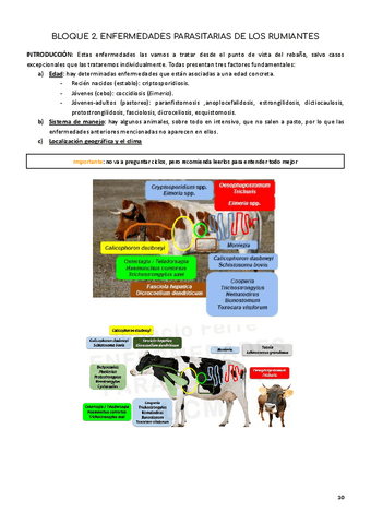 TEMA-3.-PROTOZOOS-INTESTINALES.pdf