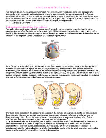 ANATOMIA-QUIRURGICA-RENAL.pdf