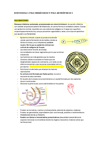 TEMA-5-ECDYSOZOA-I.pdf
