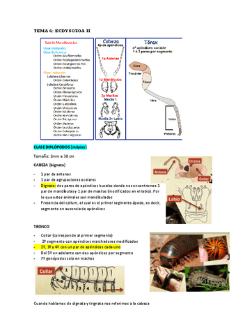 TEMA-6-ECDYSOZOA-II.pdf