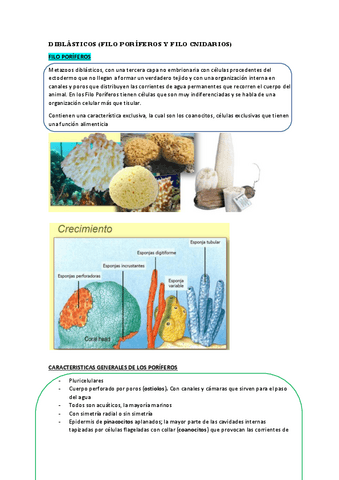 TEMA-2-DIBLASTICOS.pdf