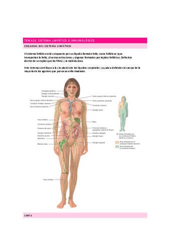 anatomia sistema inmunológico.pdf