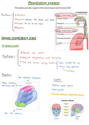 Respiratory-system.pdf