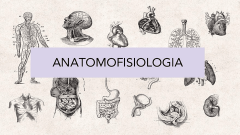 Anatomofisiologia-1r-semestre.pptx.pdf