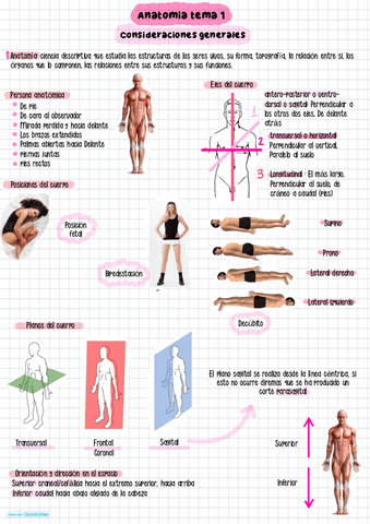 Tema-1-anatomia.pdf