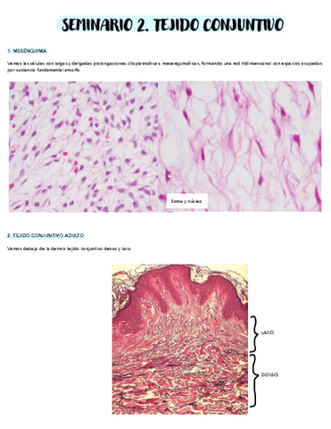SEMINARIO-2-TEJIDO-CONJUNTIVO.pdf