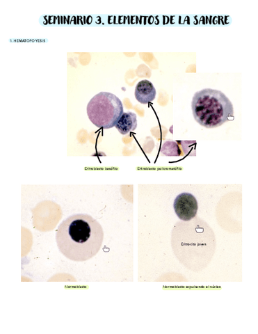 SEMINARIO-3-ELEMENTOS-DE-LA-SANGRE.pdf