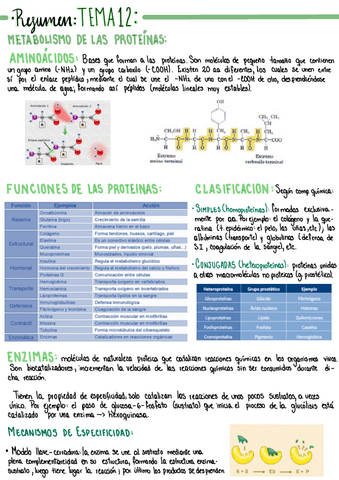 Resumen-Tema-12-FISIOPATOLOGIA.pdf