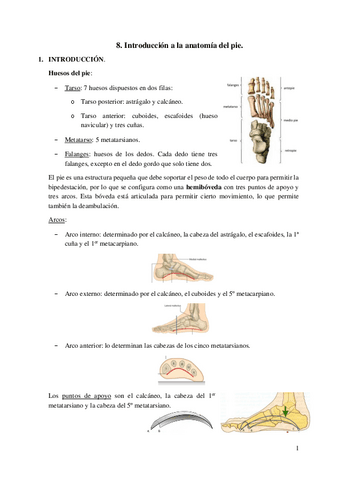 8.-Introduccion-a-la-anatomia-del-pie.pdf