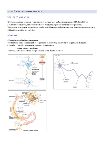 2.1.2-Tipos-de-celulas-del-sistema-nervioso.pdf