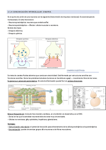 2.1.4-Comunicacion-intercelular.-Sinapsis..pdf