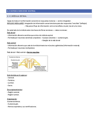 2.3.1-Medula-espinal..pdf