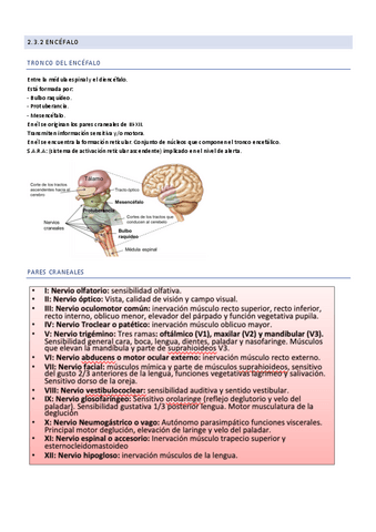 2.3.2-Encefalo.pdf