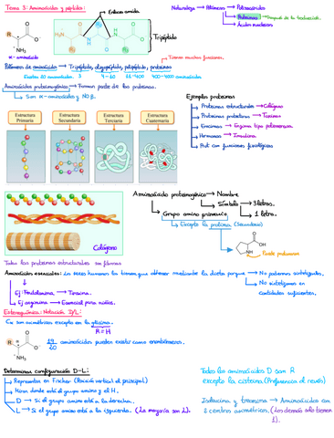 Tema-3-AminoacidosOrganica-3.pdf