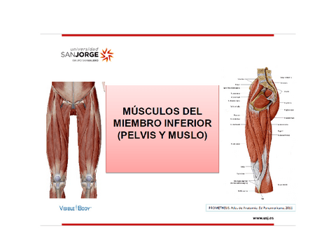 Tablas-miologia-del-miembro-inferior.pdf