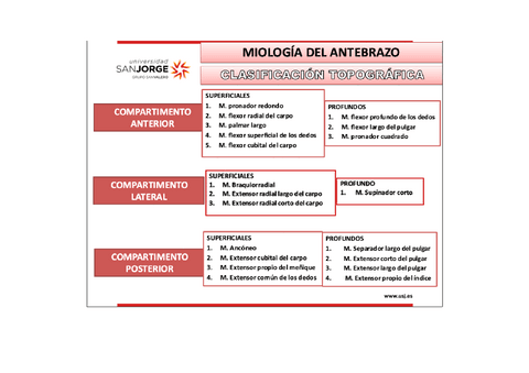 TABLAS-MUSCULATURA-ANTEBRAZO.pdf