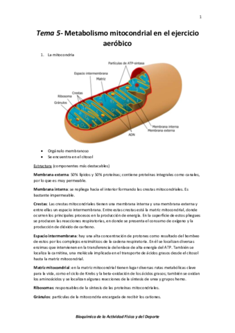 Tema 5- Metabolismo mitocondrial en el ejercicio aeróbico.pdf