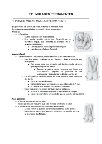T11.-MOLARES-PERMANENTES.pdf