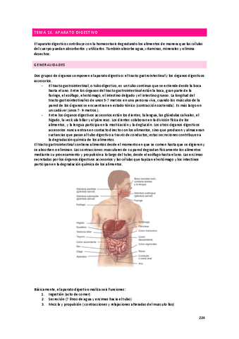 anatomia-apuntes-digestivo.pdf