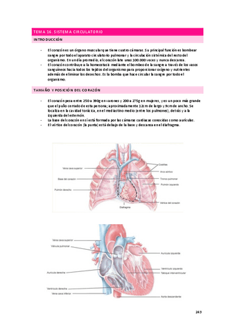 apuntes-fisiologia-circulatorio.pdf