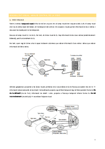 Sensibilitat-visual.pdf