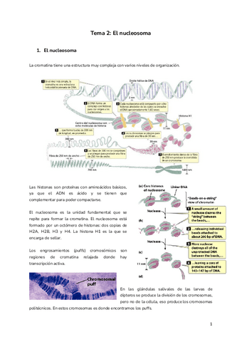 Tema-2-El-nucleosoma.pdf