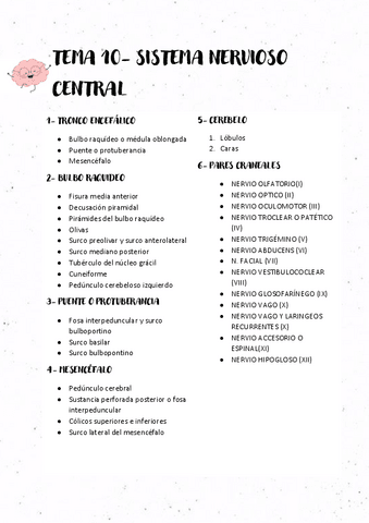 TEMA-10-SISTEMA-NERVIOSO-CENTRAL.pdf