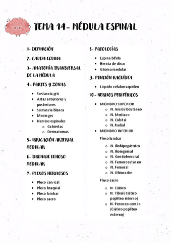 TEMA-14-MEDULA-ESPINAL.pdf